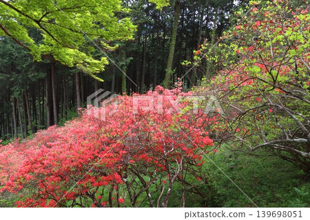 Kanao Mountain Rhododendron (Yorii Town, Osato District, Saitama Prefecture) Kanao Mountain Rhododendron (Yorii Town, Osato District, Saitama Prefecture) 139698051