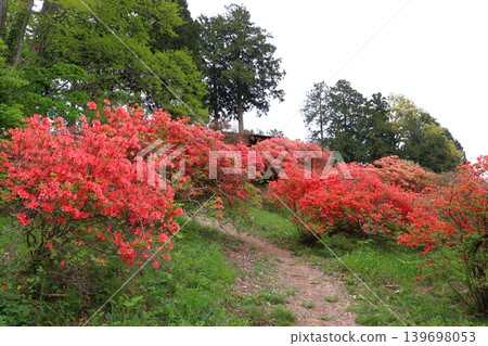 Kanao Mountain Rhododendron (Yorii Town, Osato District, Saitama Prefecture) Kanao Mountain Rhododendron (Yorii Town, Osato District, Saitama Prefecture) 139698053