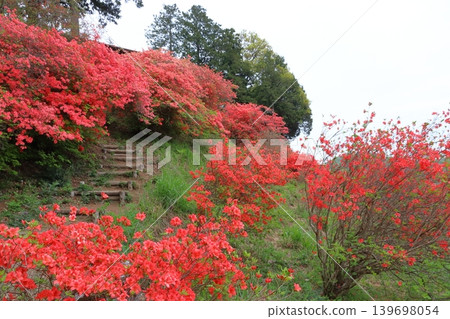 Kanao Mountain Rhododendron (Yorii Town, Osato District, Saitama Prefecture) 139698054