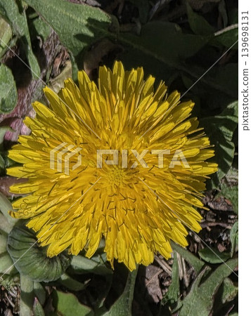 Close-up of a bright yellow dandelion flower in full bloom. Close-up of a bright yellow dandelion flower in full bloom. 139698131
