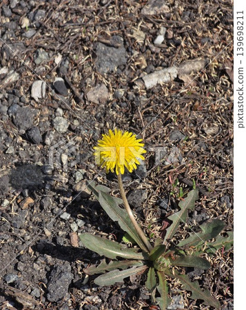 Yellow dandelion flower growing through rocky dry soil. 139698211
