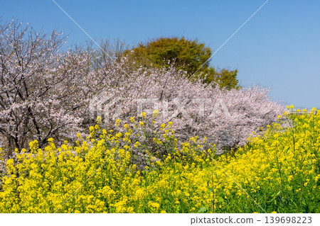 埼玉縣熊谷市藍上町和田吉野川沿岸的櫻花河濱公園（大里櫻花堤岸）：一排染井吉野櫻花樹和油菜花。 139698223