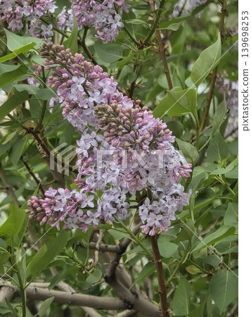 Close-up of purple lilac flowers in spring. 139698253