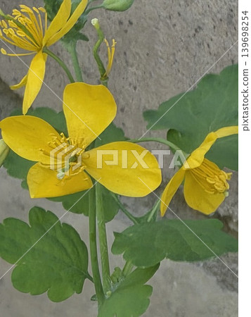 Greater celandine yellow flowers close-up. Greater celandine yellow flowers close-up. 139698254