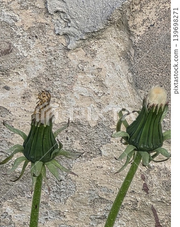 Closed dandelion buds against stone wall. Closed dandelion buds against stone wall. 139698271