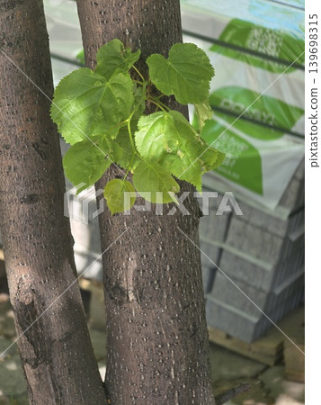 Fresh green leaves growing on tree trunk. 139698315