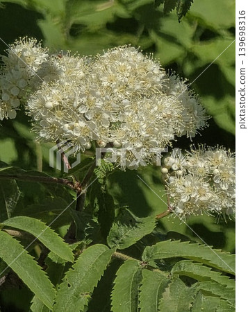 Beautiful white rowan tree blossoms. 139698316