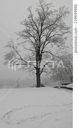 Large bare tree standing in deep winter snow during heavy blizzard. Large bare tree standing in deep winter snow during heavy blizzard. 139699066