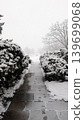 Cleared stone walkway lined with snow-covered bushes during winter snowstorm. 139699068