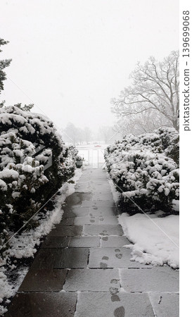 Cleared stone walkway lined with snow-covered bushes during winter snowstorm. Cleared stone walkway lined with snow-covered bushes during winter snowstorm. 139699068