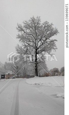 Lone snow-covered tree standing next to residential street after winter blizzard. Lone snow-covered tree standing next to residential street after winter blizzard. 139699071