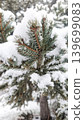 Snow-covered evergreen pine tree branches in winter forest close up 139699083