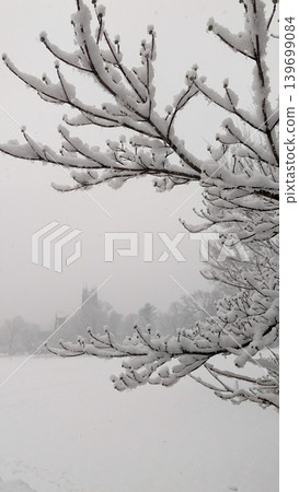 Snow-covered tree branches close up during heavy winter blizzard. 139699084