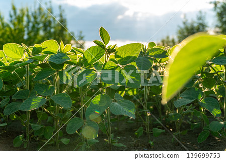 Soybean plants are growing in a field with sunlight shining down. The sky is clear and trees are visible in the background 139699753