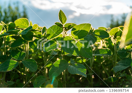 Soybeans are growing in a field, getting sunlight during the day. The plants are green and thriving with plenty of leaves Soybeans are growing in a field, getting sunlight during the day. The plants are green and thriving with plenty of leaves 139699754