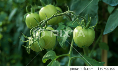 Fresh green and unripe tomatoes growing on the vine in a local plantation. Fresh green and unripe tomatoes growing on the vine in a local plantation. 139700300