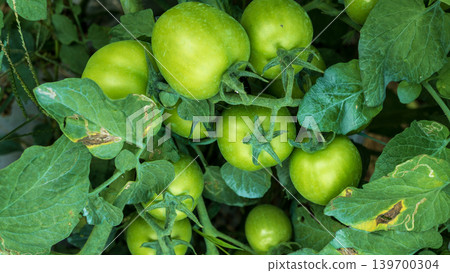 Fresh green and unripe tomatoes growing on the vine in a local plantation. 139700304