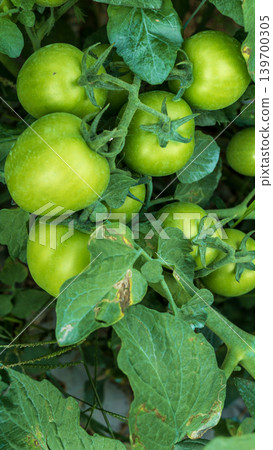 Fresh green and unripe tomatoes growing on the vine in a local plantation. 139700305