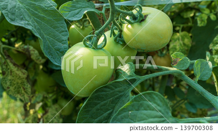 Fresh green and unripe tomatoes growing on the vine in a local plantation. 139700308