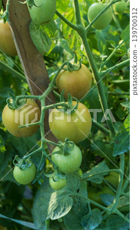 Fresh green and unripe tomatoes growing on the vine in a local plantation. 139700312