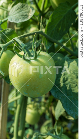 Fresh green and unripe tomatoes growing on the vine in a local plantation. Fresh green and unripe tomatoes growing on the vine in a local plantation. 139700313