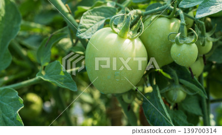 Fresh green and unripe tomatoes growing on the vine in a local plantation. 139700314