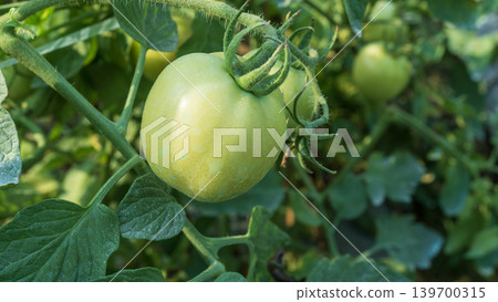 Fresh green and unripe tomatoes growing on the vine in a local plantation. 139700315
