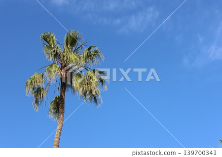 A tall palm tree rises against a vivid blue sky with light wisps of clouds. A tall palm tree rises against a vivid blue sky with light wisps of clouds. 139700341