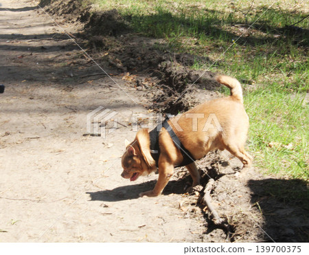 Fluffy French Bulldog Crossing the Road. Fluffy French Bulldog Crossing the Road. 139700375