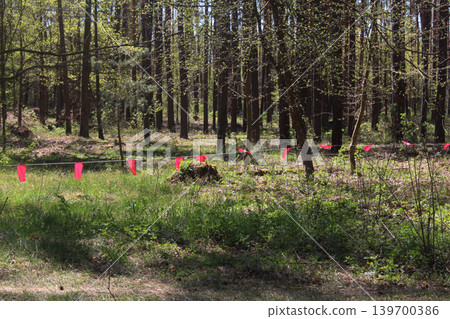 Fenced area in the forest for felling. Forest care. Fenced area in the forest for felling. Forest care. 139700386