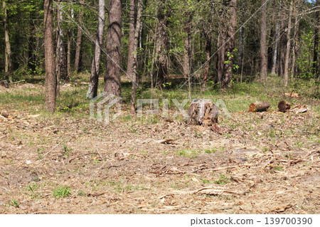 Felled trees in the forest. Violation of the environment. Felled trees in the forest. Violation of the environment. 139700390