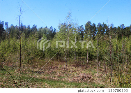 Deforestation. Felled trees on the edge of the forest. 139700393