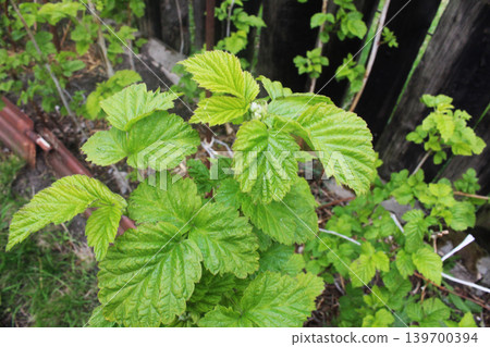 Young raspberry leaves close-up. bright green. Young raspberry leaves close-up. bright green. 139700394