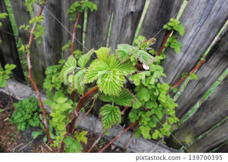 raspberry bushes near the fence with bright green foliage. 139700395