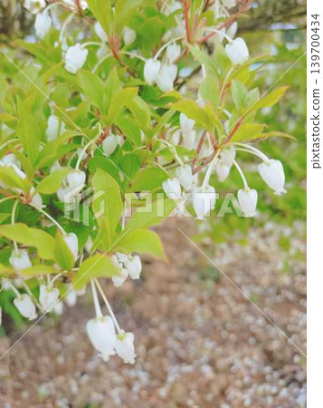 花園裡的吊鐘花 花園裡的吊鐘花 139700434