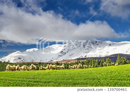 Landscape with a snowy mountains and grazing sheep Landscape with a snowy mountains and grazing sheep 139700461