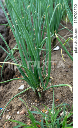Beautiful green onion fields with water irrigation ditch, agricultural landscape. 139700790