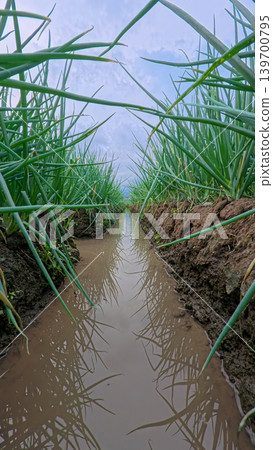 Beautiful green onion fields with water irrigation ditch, agricultural landscape. Beautiful green onion fields with water irrigation ditch, agricultural landscape. 139700795