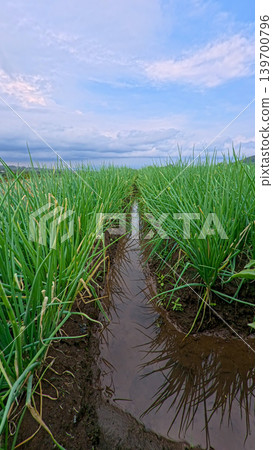 Beautiful green onion fields with water irrigation ditch, agricultural landscape. 139700796