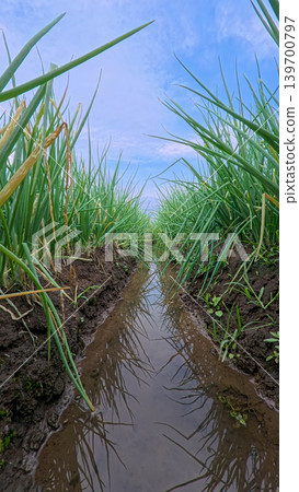 Beautiful green onion fields with water irrigation ditch, agricultural landscape. 139700797