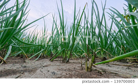 Beautiful green onion fields with water irrigation ditch, agricultural landscape. Beautiful green onion fields with water irrigation ditch, agricultural landscape. 139700803