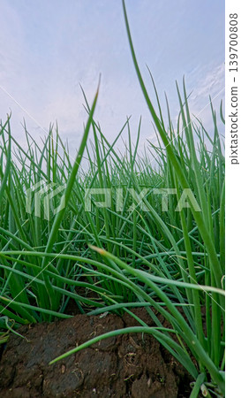 Beautiful green onion fields with water irrigation ditch, agricultural landscape. Beautiful green onion fields with water irrigation ditch, agricultural landscape. 139700808