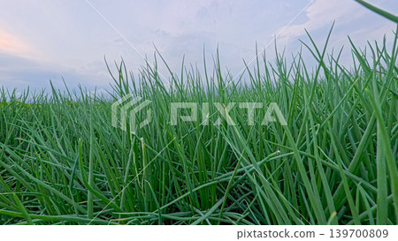 Beautiful green onion fields with water irrigation ditch, agricultural landscape. Beautiful green onion fields with water irrigation ditch, agricultural landscape. 139700809