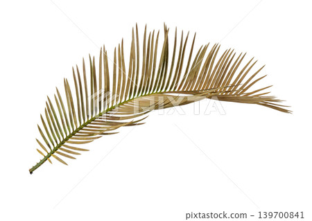 Dried golden brown palm leaves, tropical botanical element isolated. Dried golden brown palm leaves, tropical botanical element isolated. 139700841