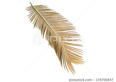 Dried golden brown palm leaves, tropical botanical element isolated. Dried golden brown palm leaves, tropical botanical element isolated. 139700847