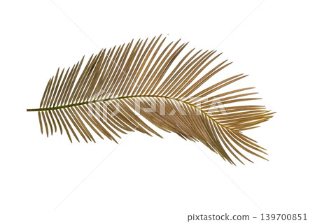 Dried golden brown palm leaves, tropical botanical element isolated. Dried golden brown palm leaves, tropical botanical element isolated. 139700851