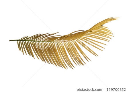 Dried golden brown palm leaves, tropical botanical element isolated. 139700852