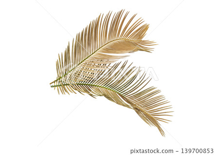 Dried golden brown palm leaves, tropical botanical element isolated. 139700853