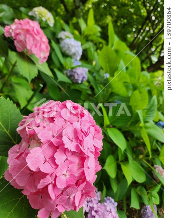 繡球花季節 139700864