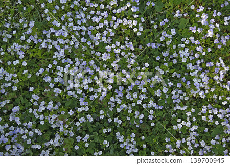 Undersized flowers covered meadow with young lawn grass top view 139700945